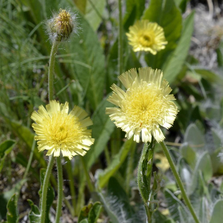 Plantes Vivaces HIERACIUM pilosella - Epervière en vente - Oreille de Souris en vente - Pépinière Lepage .