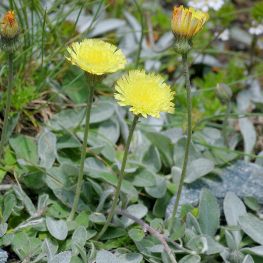 Plantes Vivaces HIERACIUM pilosella - Epervière en vente - Oreille de Souris en vente - Pépinière Lepage .