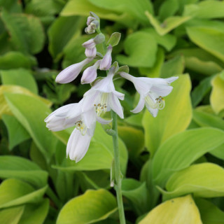 Plantes Vivaces HOSTA 'August Moon' en vente - Pépinière Lepage .