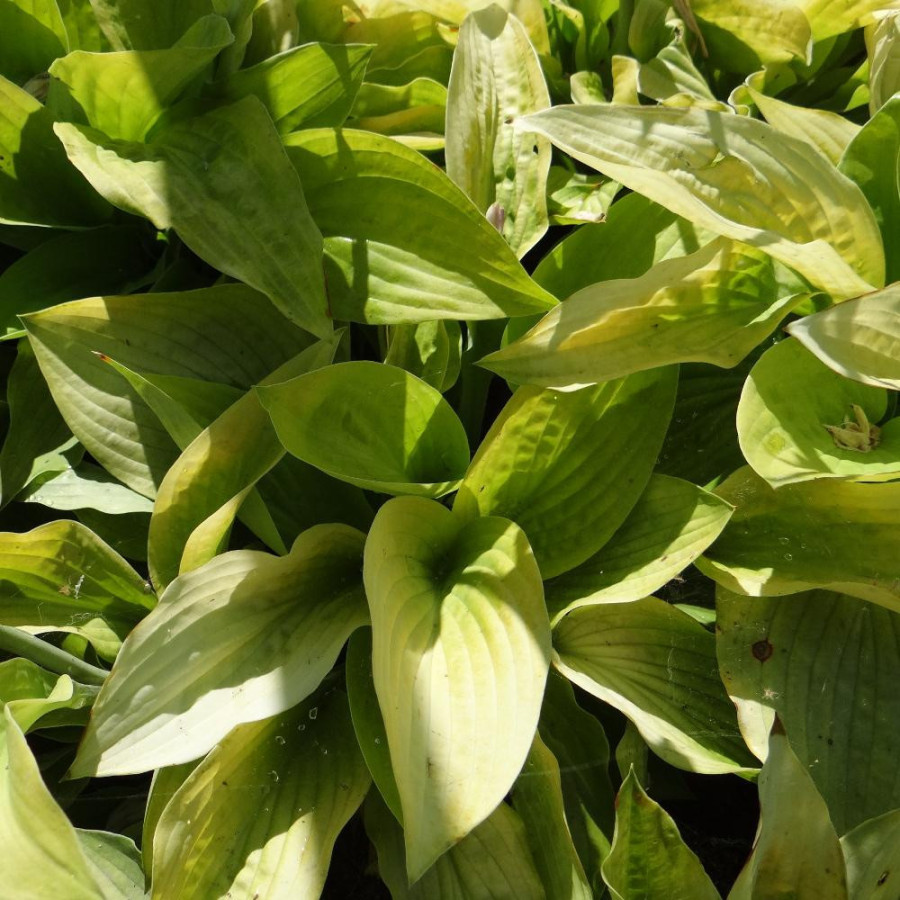 Plantes Vivaces HOSTA 'August Moon' en vente - Pépinière Lepage .