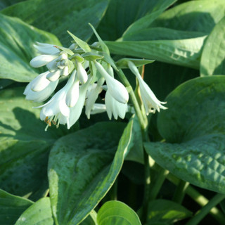 Plantes Vivaces HOSTA 'Bressingham Blue' en vente - Pépinière Lepage .