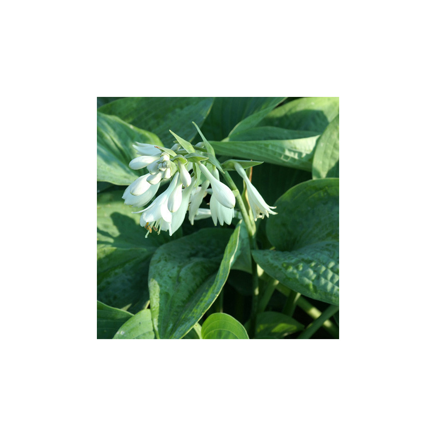 Plantes Vivaces HOSTA 'Bressingham Blue' en vente - Pépinière Lepage .