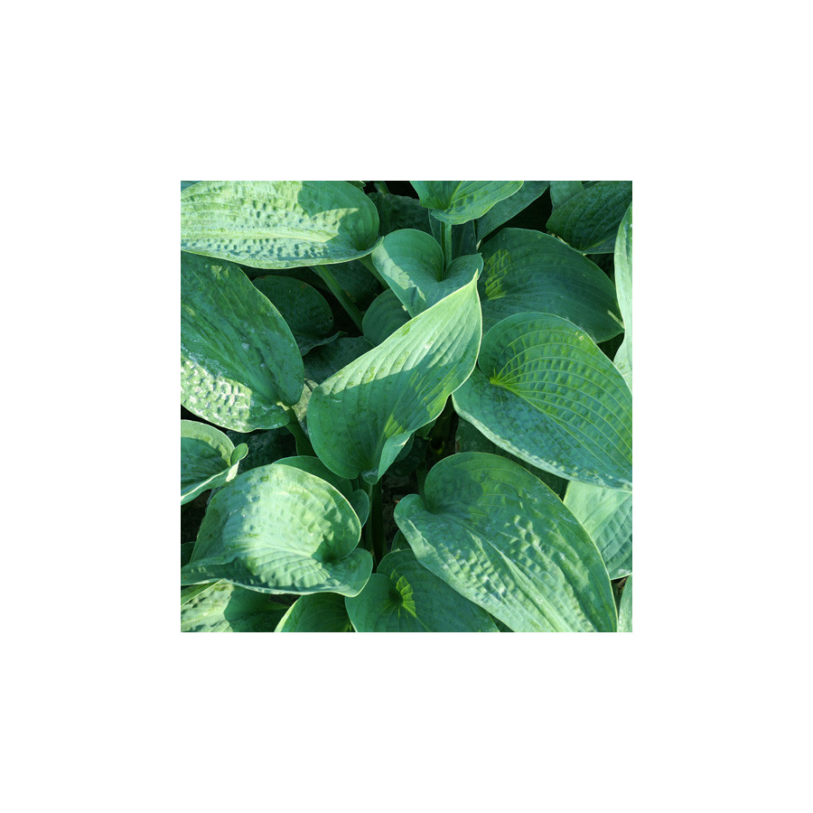 Plantes Vivaces HOSTA 'Bressingham Blue' en vente - Pépinière Lepage .