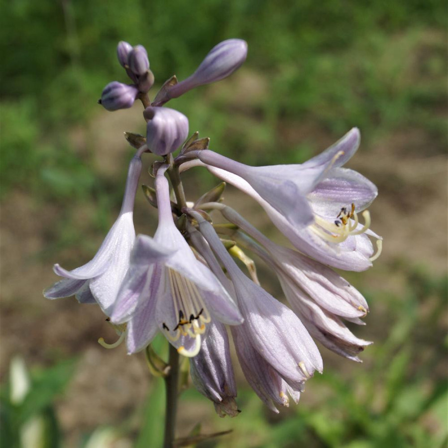 Plantes Vivaces HOSTA 'Catherine' en vente - Pépinière Lepage .
