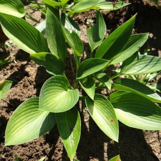 Plantes Vivaces HOSTA 'Devon Green' en vente - Pépinière Lepage .
