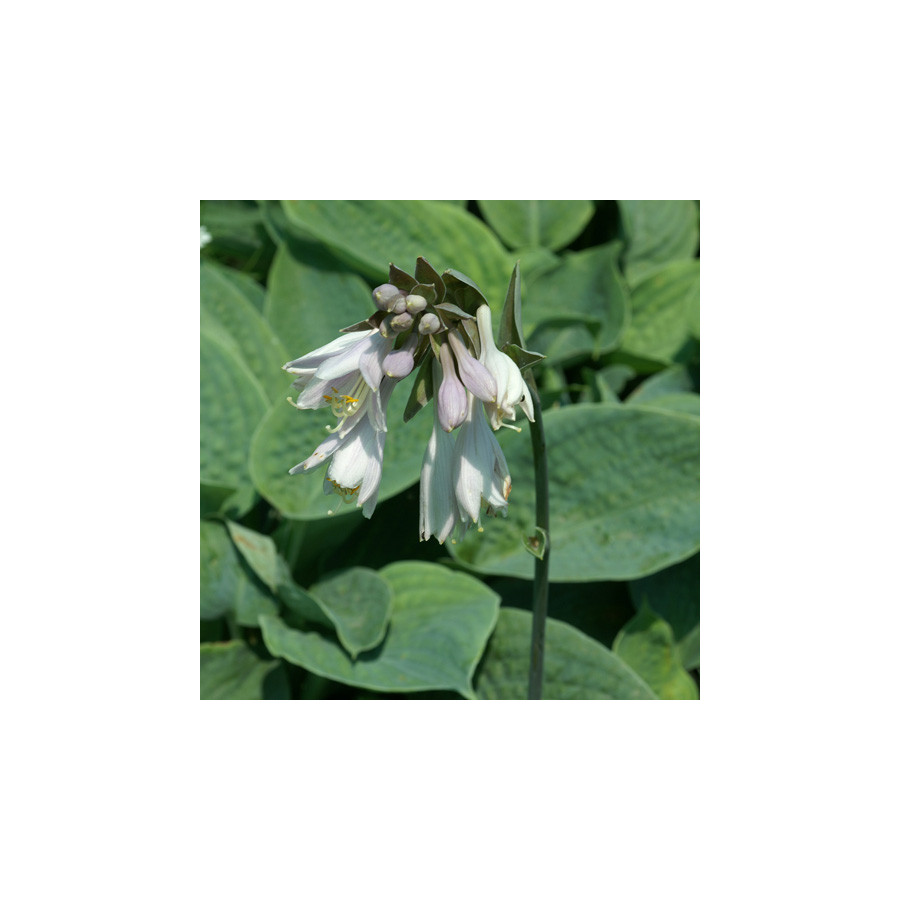 Plantes Vivaces HOSTA 'Elegans' (Sielboldiana Group) en vente - Pépinière Lepage .