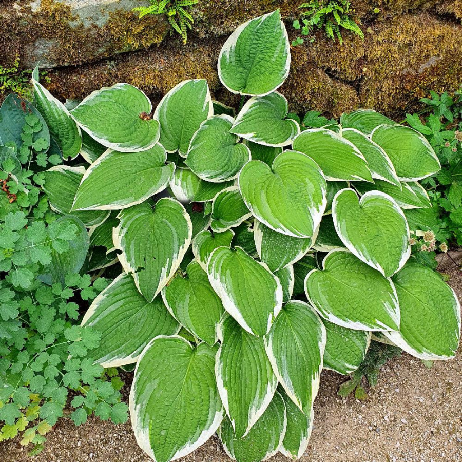 Plantes Vivaces HOSTA 'Fortunei Aureomarginata' en vente - Pépinière Lepage .