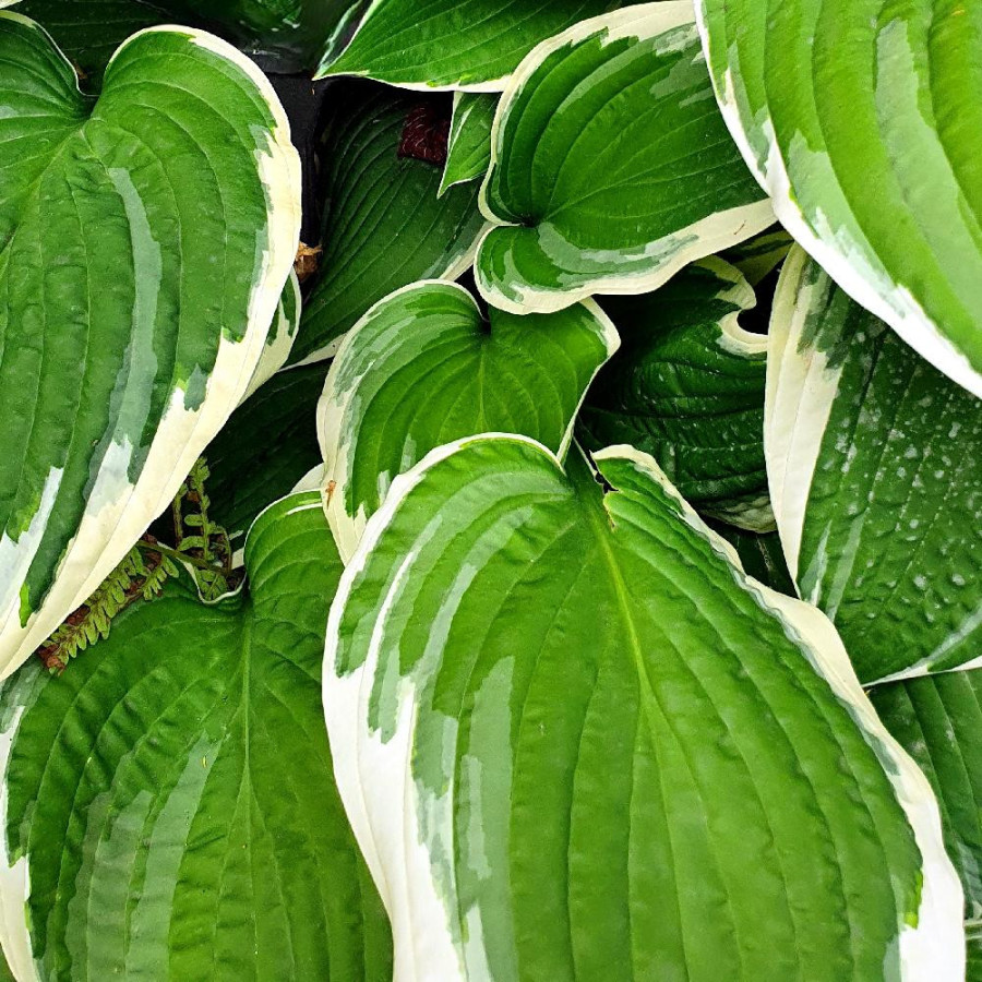 Plantes Vivaces HOSTA 'Fortunei Aureomarginata' en vente - Pépinière Lepage .