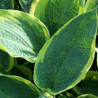 Plantes Vivaces HOSTA 'Frances Williams' (Sielboldiana Group) en vente - Pépinière Lepage .