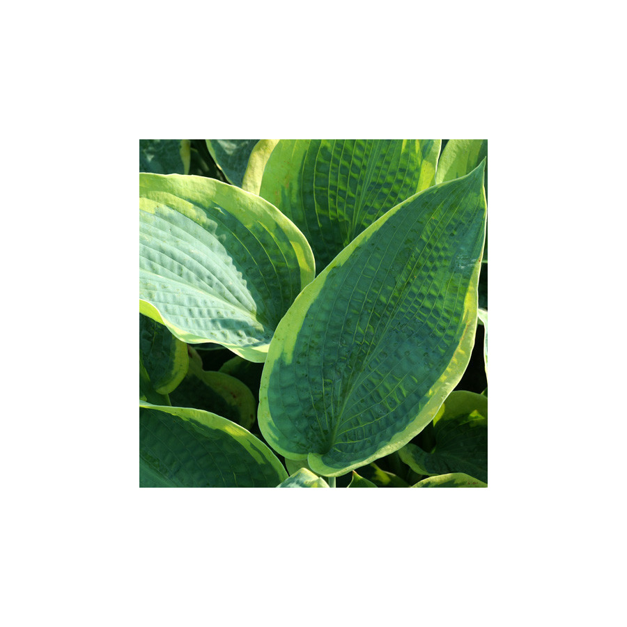 Plantes Vivaces HOSTA 'Frances Williams' (Sielboldiana Group) en vente - Pépinière Lepage .
