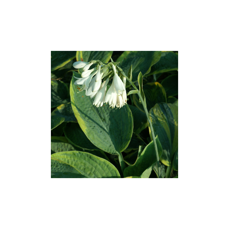 Plantes Vivaces HOSTA 'Frances Williams' (Sielboldiana Group) en vente - Pépinière Lepage .