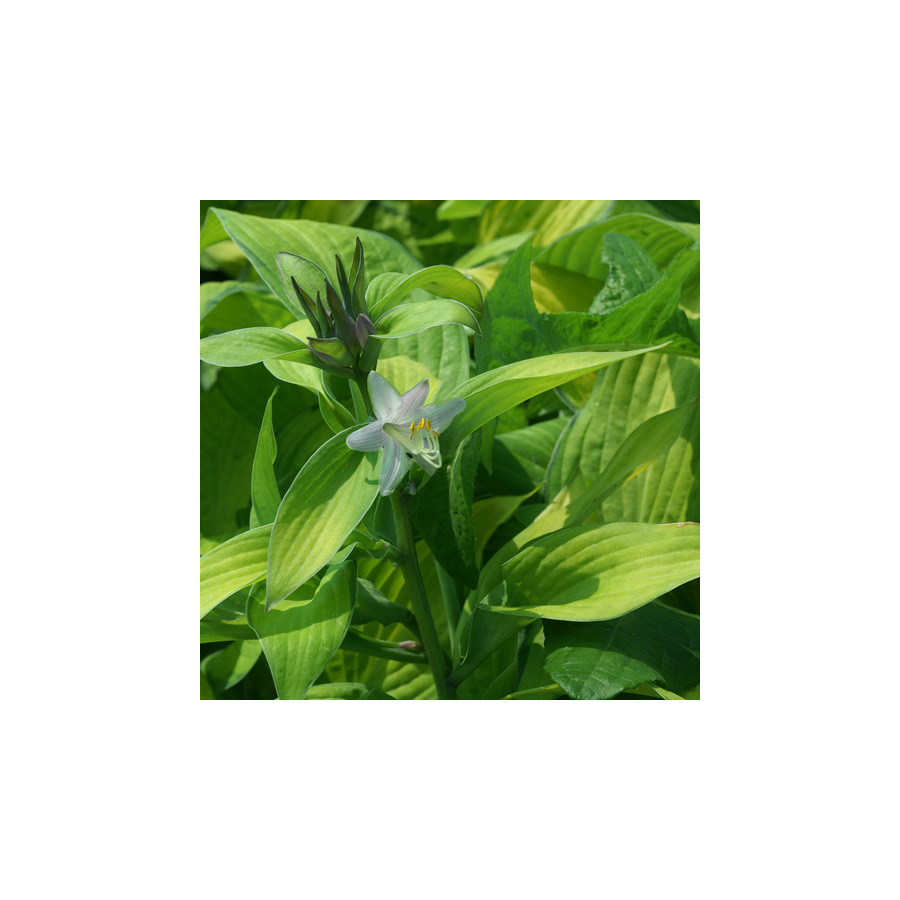 Plantes Vivaces HOSTA 'Gold Standard' en vente - Pépinière Lepage .