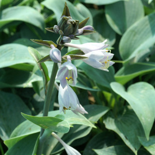 Plantes Vivaces HOSTA 'Halcyon' en vente - Pépinière Lepage .