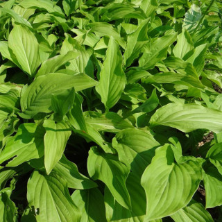 Plantes Vivaces HOSTA 'Honeybells' en vente - Pépinière Lepage .
