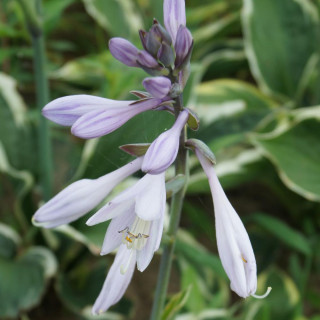HOSTA 'Independence'