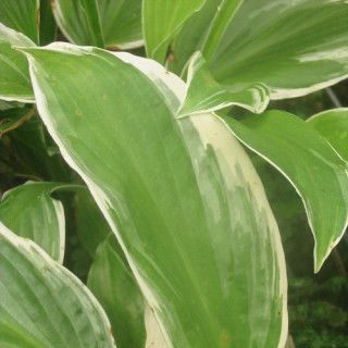 Plantes Vivaces HOSTA 'Undulata Albomarginata' en vente - Pépinière Lepage .