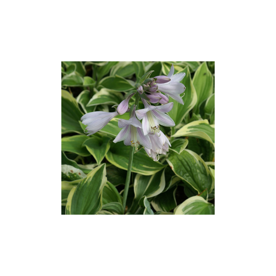 Plantes Vivaces HOSTA 'Wide Brim' en vente - Pépinière Lepage .