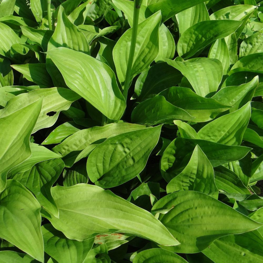 Plantes Vivaces HOSTA plantaginea en vente - Pépinière Lepage .