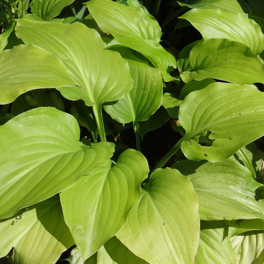 Plantes Vivaces HOSTA plantaginea var. japonica (grandiflora) en vente - Pépinière Lepage .