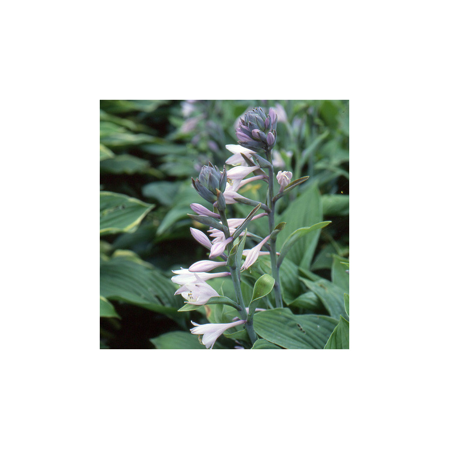 Plantes Vivaces HOSTA sieboldiana en vente - Pépinière Lepage .