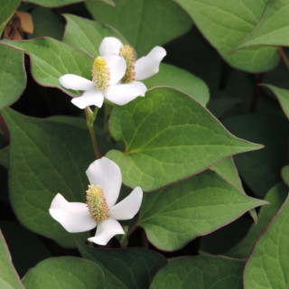 Plantes Vivaces HOUTTUYNIA cordata - Poivrier de Chine en vente - Pépinière Lepage .