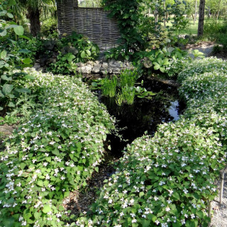 Plantes Vivaces HOUTTUYNIA cordata - Poivrier de Chine en vente - Pépinière Lepage .