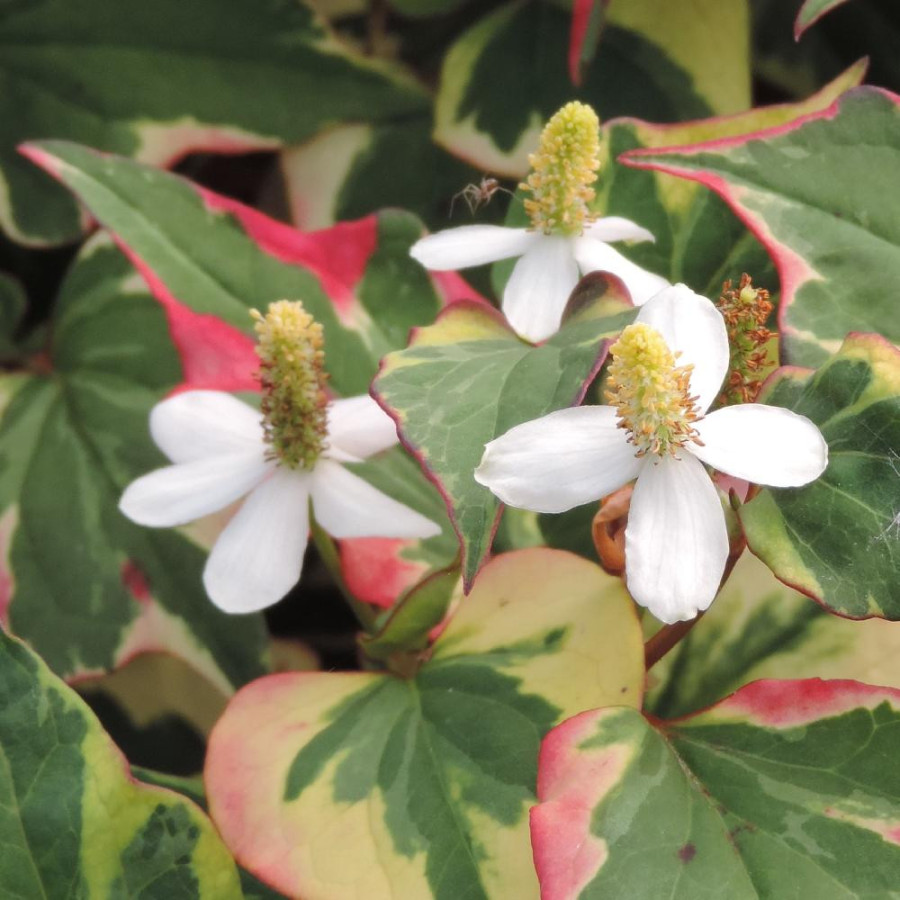 Plantes Vivaces HOUTTUYNIA cordata 'Chameleon' - Poivrier de Chine tricolore en vente - Pépinière Lepage .