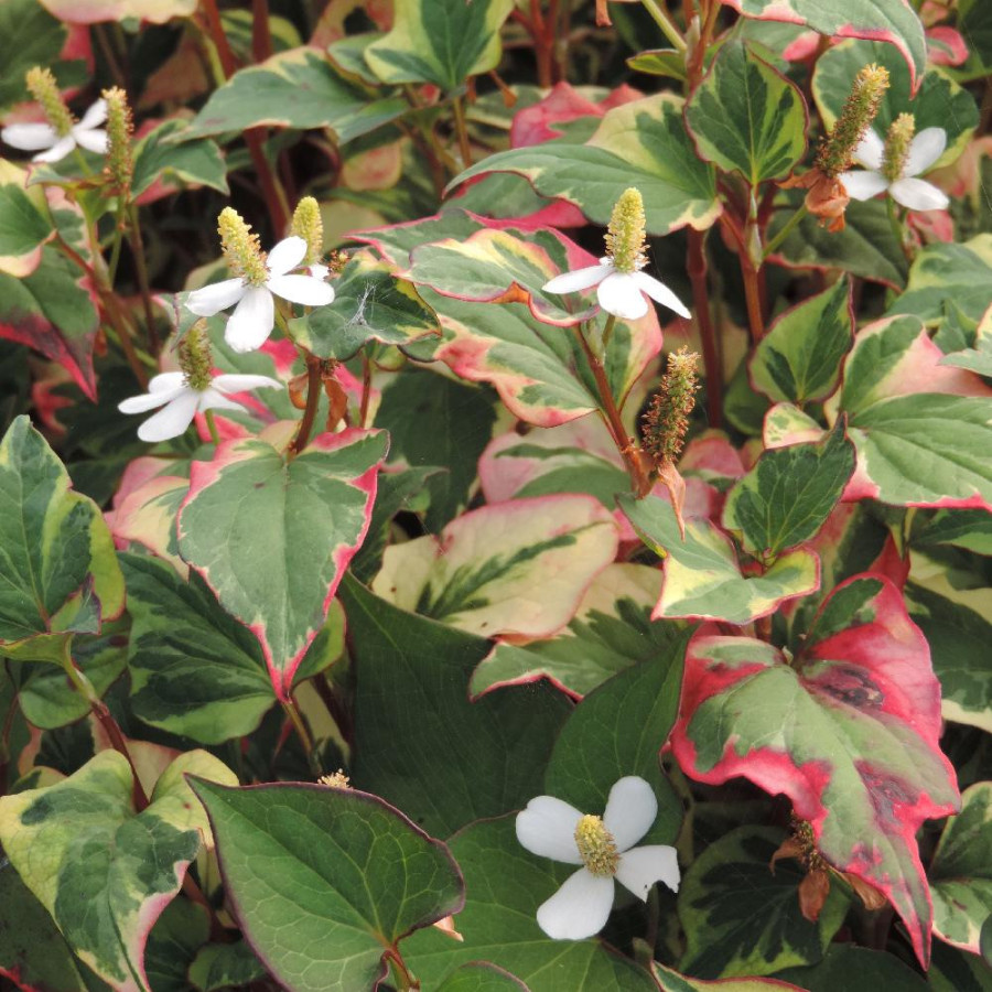 Plantes Vivaces HOUTTUYNIA cordata 'Chameleon' - Poivrier de Chine tricolore en vente - Pépinière Lepage .