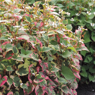 Plantes Vivaces HOUTTUYNIA cordata 'Chameleon' - Poivrier de Chine tricolore en vente - Pépinière Lepage .