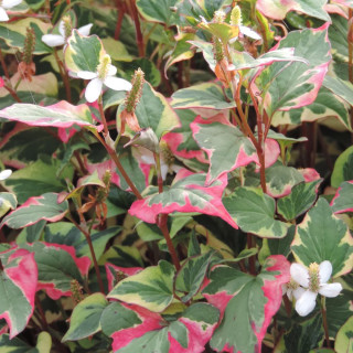 Plantes Vivaces HOUTTUYNIA cordata 'Chameleon' - Poivrier de Chine tricolore en vente - Pépinière Lepage .