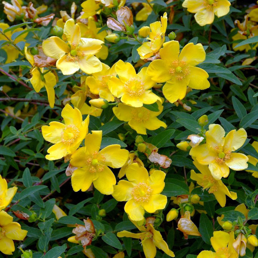 HYPERICUM 'Hidcote'