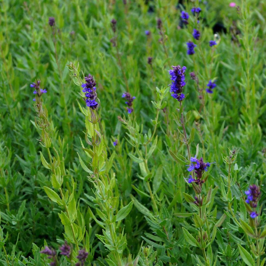 Plantes Vivaces HYSSOPUS officinalis - Hysope en vente - Pépinière Lepage .