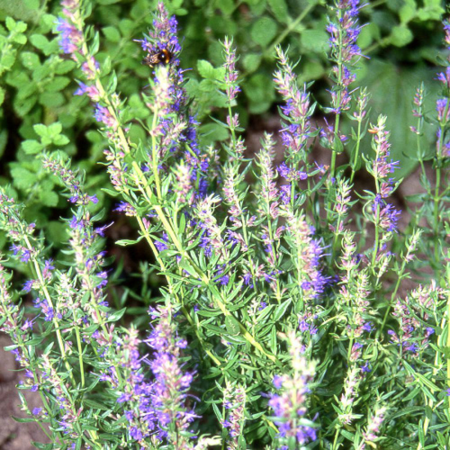 Plantes Vivaces HYSSOPUS officinalis - Hysope en vente - Pépinière Lepage .