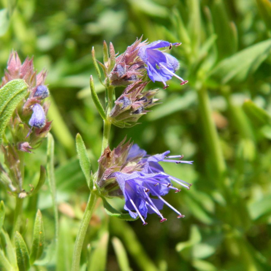 Plantes Vivaces HYSSOPUS officinalis - Hysope en vente - Pépinière Lepage .