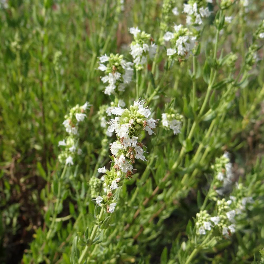 Plantes Vivaces HYSSOPUS officinalis 'Albus' - Hysope blanche en vente - Pépinière Lepage .