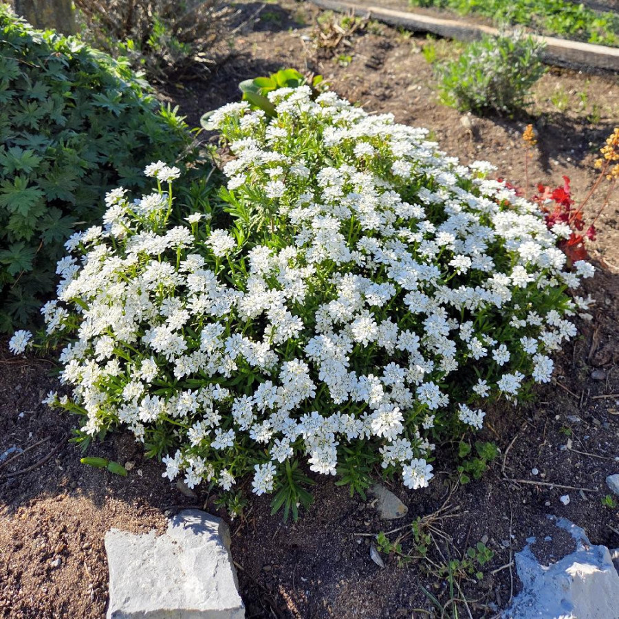 Plantes Vivaces IBERIS 'Candy Ice' - Thlaspi vivace en vente - Pépinière Lepage .