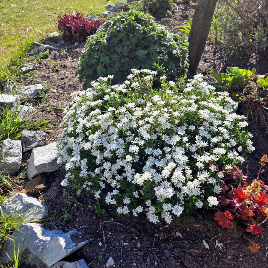 Plantes Vivaces IBERIS 'Candy Ice' - Thlaspi vivace en vente - Pépinière Lepage .