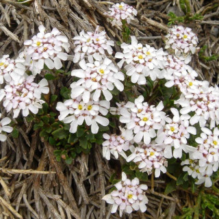 Plantes Vivaces IBERIS aurosica 'Sweetheart' - Thlaspi vivace en vente - Pépinière Lepage .