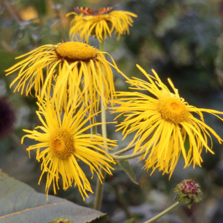 Plantes Vivaces INULA magnifica - Aunée en vente - Pépinière Lepage .