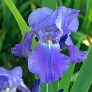 Plantes Vivaces IRIS b-e 'Harbor Blue' - Iris des Jardins en vente - Iris Barbus en vente - Pépinière Lepage .
