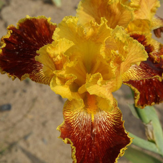 IRIS b-e 'Michigan Pride'