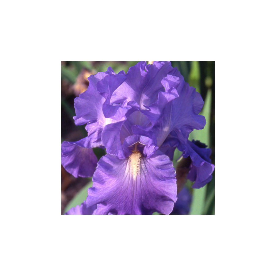 Plantes Vivaces IRIS b-e 'Victoria Falls' - Iris des Jardins en vente - Iris Barbus en vente - Pépinière Lepage .