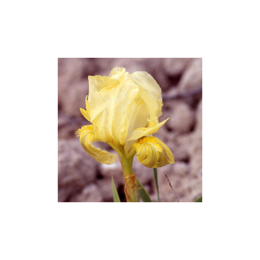 Plantes Vivaces IRIS b-n 'Delicatissima' (pumila) - Iris des Jardins en vente - Iris Pumila en vente - Pépinière Lepage .