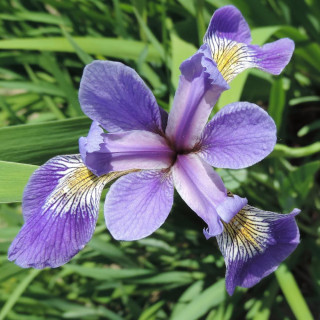 Plantes Vivaces IRIS ensata 'Apollo' en vente - Pépinière Lepage .