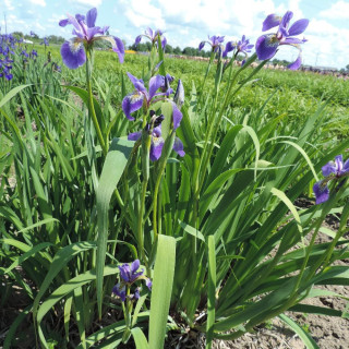 Plantes Vivaces IRIS ensata 'Apollo' en vente - Pépinière Lepage .