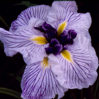 IRIS ensata 'Caprician Butterfly'