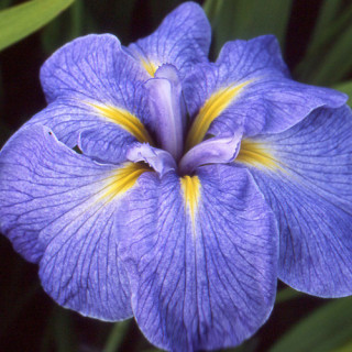IRIS ensata 'Mme Bigot'