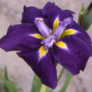 IRIS ensata 'Sensation'