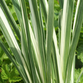 Plantes Vivaces IRIS ensata 'Variegata' - Iris du Japon en vente - Iris kaempferi en vente - Pépinière Lepage .