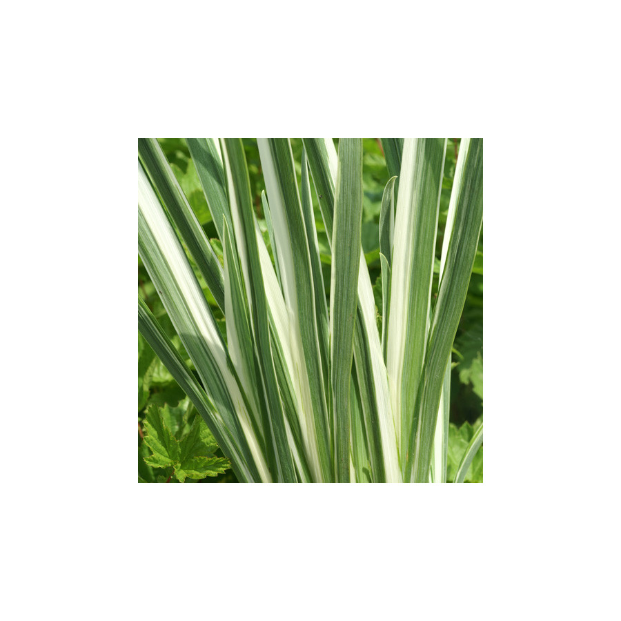 Plantes Vivaces IRIS ensata 'Variegata' - Iris du Japon en vente - Iris kaempferi en vente - Pépinière Lepage .